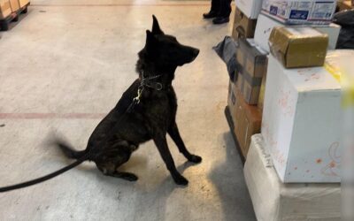 ASEGURAN EN EL AICM UN PAQUETE CON UN KILO DE FENTANILO PROVENIENTE DE HONG KONG, CON UN VALOR ESTIMADO DE 20 MILLONES DE DÓLARES.