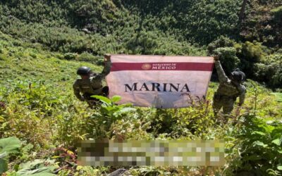 MARINA LOCALIZA Y DESTRUYE 32 PLANTÍOS DE AMAPOLA EN EL ESTADO DE NAYARIT.