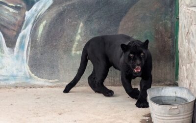 AUTORIDADES ASEGURAN JAGUARES Y TIGRES DE BENGALA TRAS UN CATEO EN SANTA ROSA JÁUREGUI