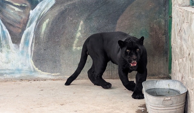 AUTORIDADES ASEGURAN JAGUARES Y TIGRES DE BENGALA TRAS UN CATEO EN SANTA ROSA JÁUREGUI