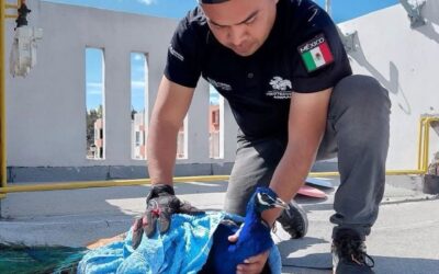 RESCATAN PAVO REAL QUE  DEAMBULAN EN LA AZOTEA DE UN EDIFICIO HABITACIONAL EN EL MARQUÉS.