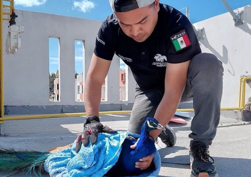 RESCATAN PAVO REAL QUE  DEAMBULAN EN LA AZOTEA DE UN EDIFICIO HABITACIONAL EN EL MARQUÉS.
