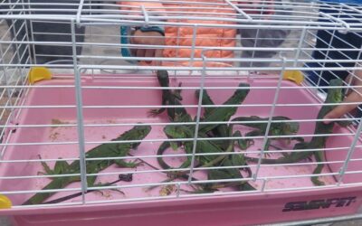 ASEGURAN IGUANAS Y TORTUGAS QUE ERAN COMERCIALIZADAS DE MANERA IRREGULAR EN EL MARQUÉS.