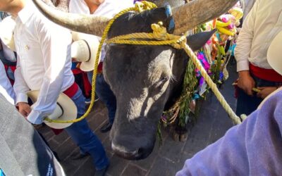 COLECTIVO “ANIMAL HÉROES” PIDE MODIFICAR EL TRADICIONAL “PASEO DEL BUEY” EN CORREGIDORA.