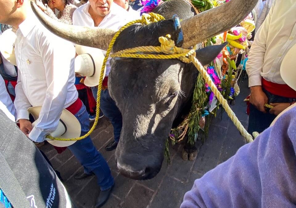COLECTIVO “ANIMAL HÉROES” PIDE MODIFICAR EL TRADICIONAL “PASEO DEL BUEY” EN CORREGIDORA.