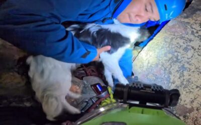 PERSONAL DEL IMPA, RESCATÓ A UN PERRITO QUE CAYÓ AL INTERIOR DE UN POZO DE DIFÍCIL ACCESO.