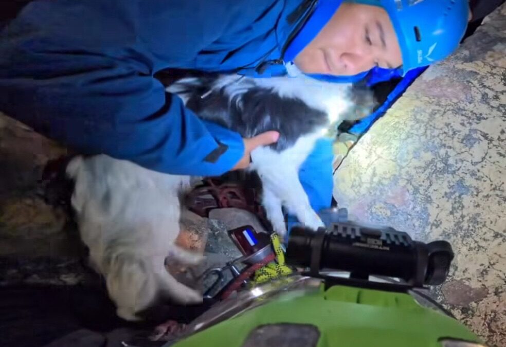 PERSONAL DEL IMPA, RESCATÓ A UN PERRITO QUE CAYÓ AL INTERIOR DE UN POZO DE DIFÍCIL ACCESO.