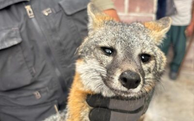 PERSONAL DEL IMPA ATENDIÓ UN REPORTE DE UN ZORRO EL CUAL PRESENTABA UNA FRACTURA EXPUESTA DE UNA DE SUS PATAS.
