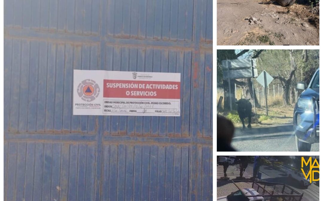 CLAUSURAN RASTRO EN PEDRO ESCOBEDO TRAS ATAQUE DE UN TORO QUE DEJÓ A VARIAS PERSONAS LESIONADAS.