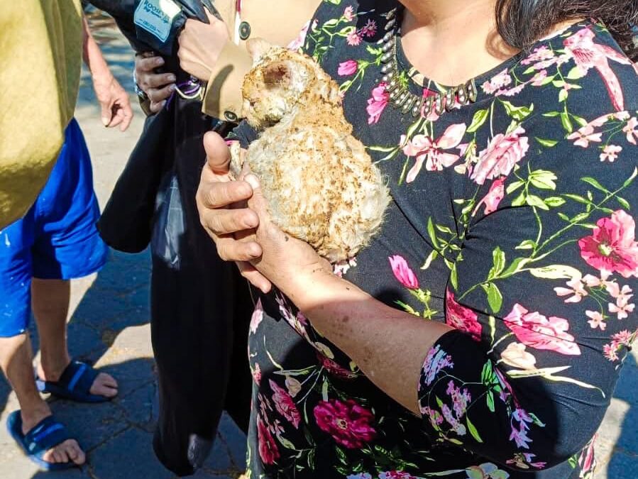 CUERPOS DE EMERGENCIAS CONTROLAN UN FUERTE INCENDIO Y RESCATAN A UN GATITO EN SANTA MÓNICA.