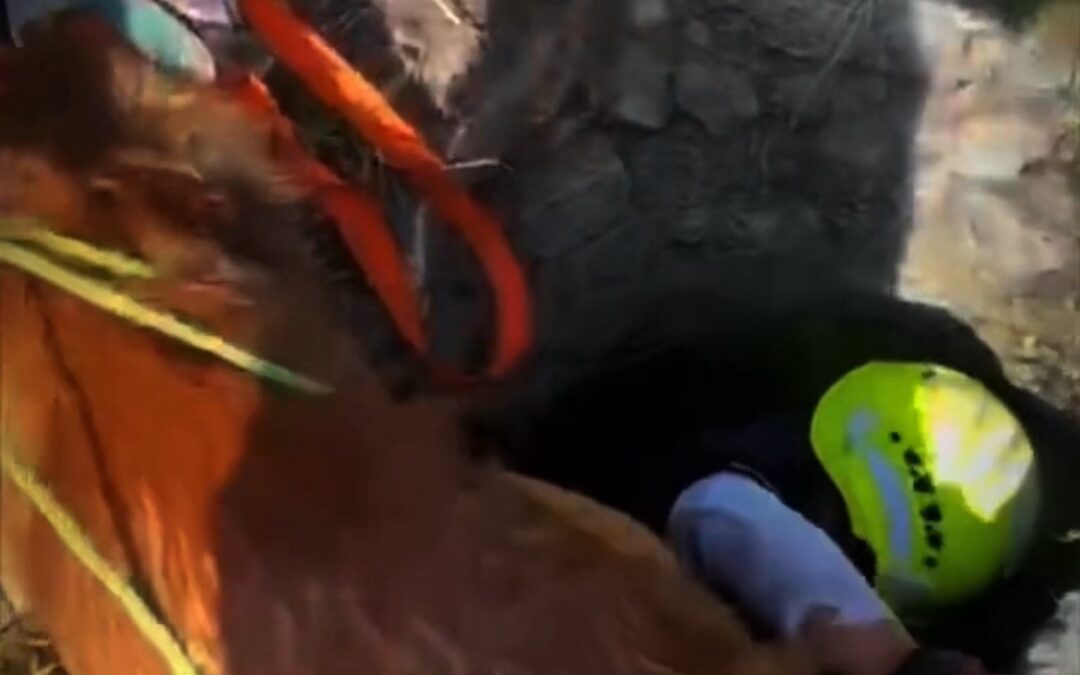 RESCATAN A PERRITO QUE HABRÍA CAÍDO AL SISTEMA DE ALCANTARILLADO EN LOS HÉROES, EL MARQUÉS.