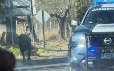 MUERE ADULTO MAYOR QUE SE ENCONTRABA GRAVE EN EL HOSPITAL TRAS SER ATACADO POR UN TORO EN EL MUNICIPIO DE PEDRO ESCOBEDO.