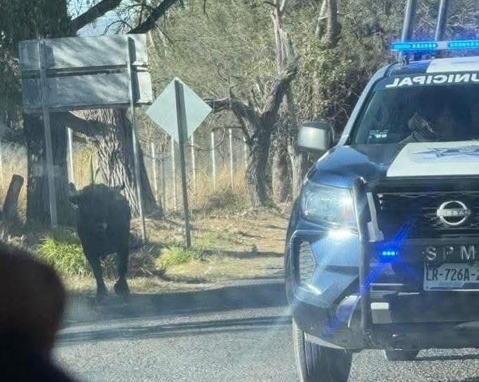 MUERE ADULTO MAYOR QUE SE ENCONTRABA GRAVE EN EL HOSPITAL TRAS SER ATACADO POR UN TORO EN EL MUNICIPIO DE PEDRO ESCOBEDO.