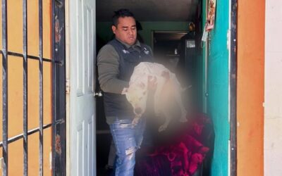 AUTORIDADES DEL MUNICIPIO DE EL MARQUÉS RESCATAN A PERRITA QUE ABANDONADA.