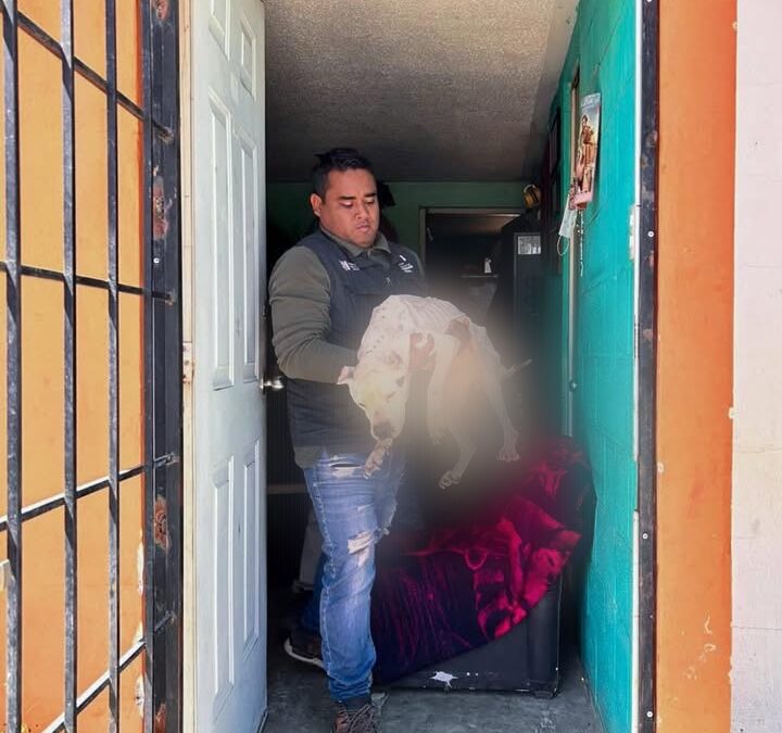 AUTORIDADES DEL MUNICIPIO DE EL MARQUÉS RESCATAN A PERRITA QUE ABANDONADA.