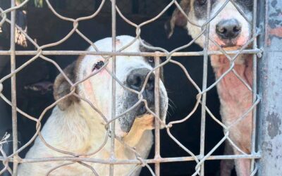 LA FGE RESCATA A 32 PERRITOS QUE SE ENCONTRABAN EN DEPLORABLES CONDICIONES DE VIDA EN SAN JUAN DEL RÍO.