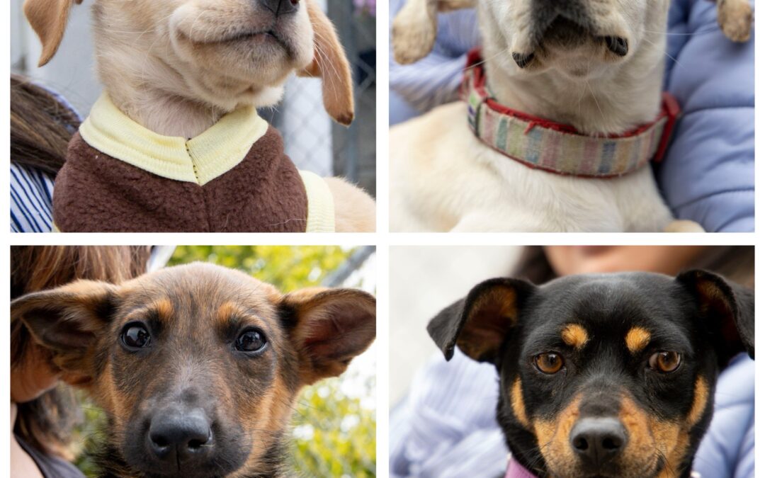 EL INSTITUTO MUNICIPAL DE CUIDADO ANIMAL DE CORREGIDORA INCREMENTA LAS ADOPCIONES RESPONSABLES DE ANIMALES.