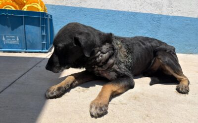 EL IMPA MANTIENE ATENCIÓN PERMANENTE A UN PERRITO AFECTADO POR GUSANO BARRENADOR.