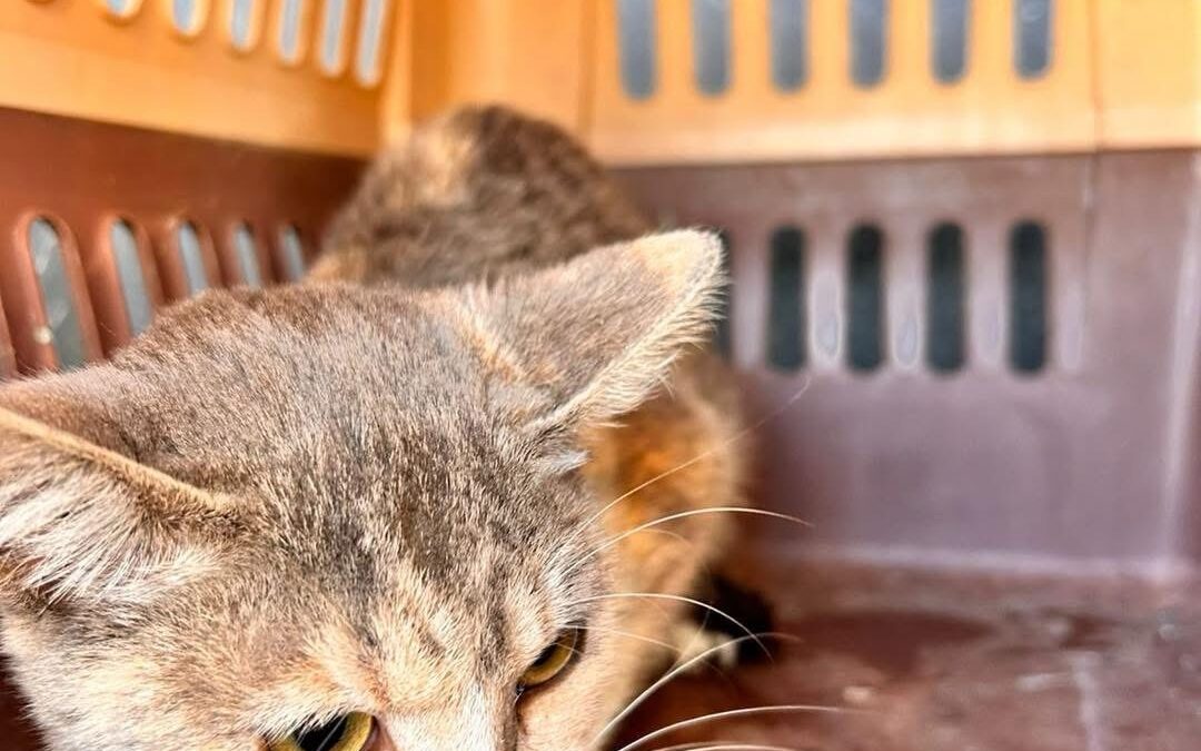 PERSONAL DEL IMPA RESCATA A PEQUEÑA GATITA QUE HABRÍA CAÍDO AL INTERIOR DE SU N CÁRCAMO EN EL MARQUÉS.
