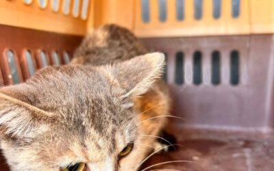 PERSONAL DEL IMPA RESCATA A PEQUEÑA GATITA QUE HABRÍA CAÍDO AL INTERIOR DE SU N CÁRCAMO EN EL MARQUÉS.