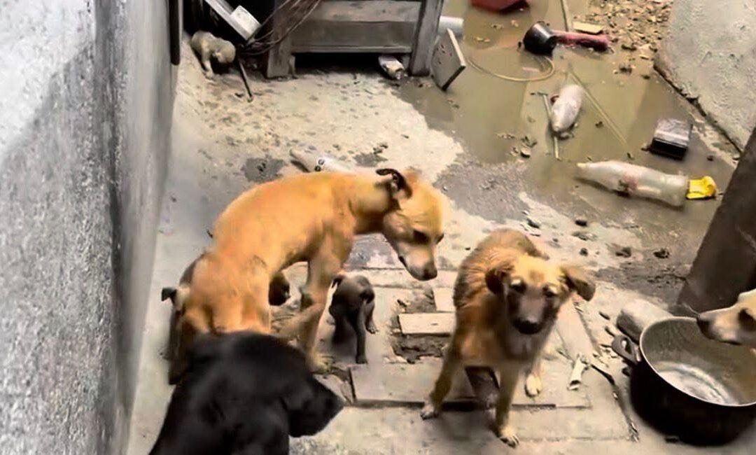 RESCATAN A 8 PERRITOS QUE SE ENCONTRABAN HACINADOS Y EN DEPLORABLES CONDICIONES DE VIDA EN SANTA ROSA JÁUREGUI.