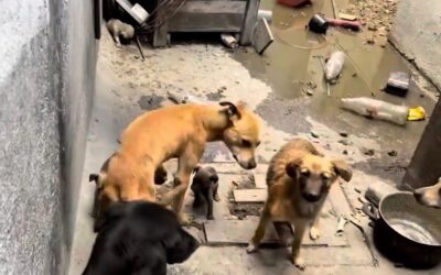 RESCATAN A 8 PERRITOS QUE SE ENCONTRABAN HACINADOS Y EN DEPLORABLES CONDICIONES DE VIDA EN SANTA ROSA JÁUREGUI.