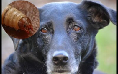 EL MUNICIPIO DE EL MARQUÉS DETECTÓ Y ATENDIÓ EL PRIMER CASO DE GUSANOS BARRENADOR EN UN PERRO.