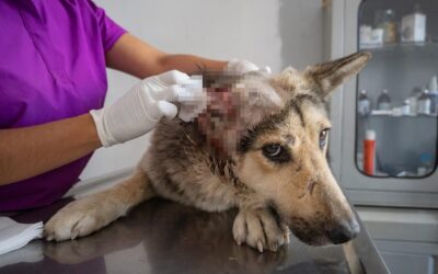 CONFIRMA EL MARQUÉS SEGUNDO CASO DE GUSANO BARRENADOR EN UN PERRO.