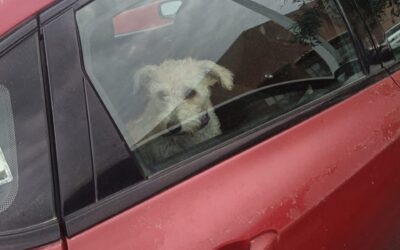 RESCATAN A PERRITO QUE SE ENCONTRABA ENCERRADO EN UN VINCULÓ, PROPIETARIO FUE PUESTO A DISPOSICIÓN DEL JUZGADO CÍVICO.