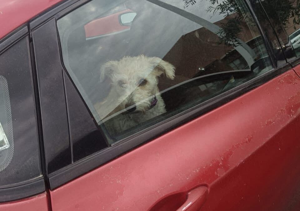 RESCATAN A PERRITO QUE SE ENCONTRABA ENCERRADO EN UN VINCULÓ, PROPIETARIO FUE PUESTO A DISPOSICIÓN DEL JUZGADO CÍVICO.