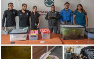 IMPA ASEGURA ANIMALES EXÓTICOS Y ENDÉMICOS DE QUERÉTARO.