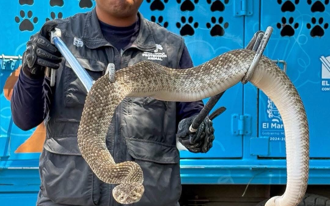 VÍBORA DE CASCABEL CAUSA LA MUERTE DE UN PERRO, FUE ASEGURADA Y TRASLADADA A UN ESPACIO SEGURO.