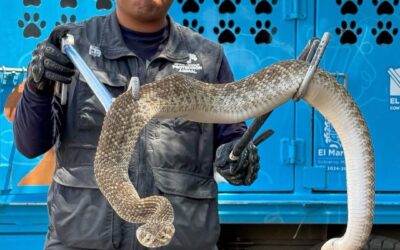 VÍBORA DE CASCABEL CAUSA LA MUERTE DE UN PERRO, FUE ASEGURADA Y TRASLADADA A UN ESPACIO SEGURO.