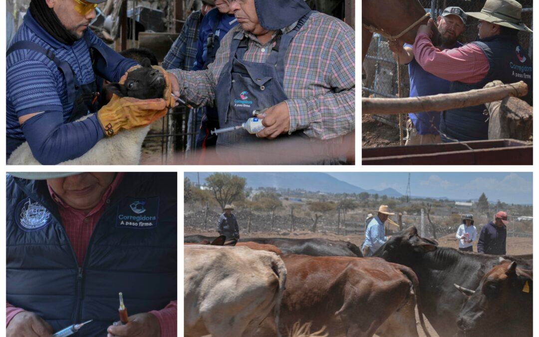 EL MUNICIPIO DE CORREGIDORA LLEVA JORNADA DE SALUD ANIMAL A LA COMUNIDAD DE LA CUEVA.