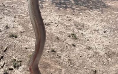 DETIENEN A UNA MUJER POR VENDER UNA VÍBORA DE CASCABEL EN REDES SOCIALES, OCURRIÓ EN TEQUISQUIAPAN.