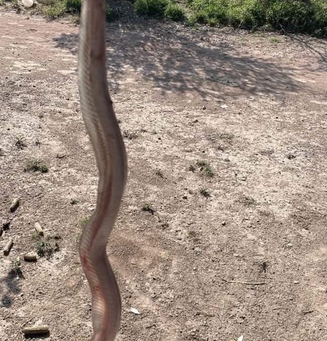 DETIENEN A UNA MUJER POR VENDER UNA VÍBORA DE CASCABEL EN REDES SOCIALES, OCURRIÓ EN TEQUISQUIAPAN.