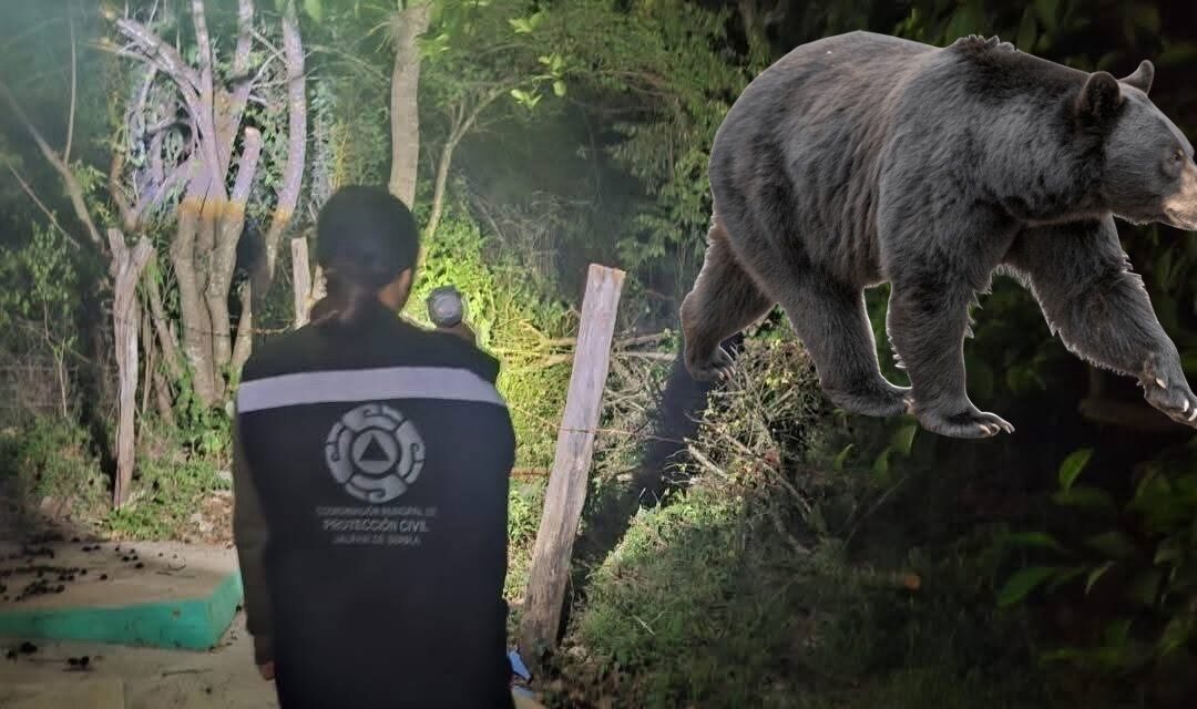 REPORTAN AVISTAMIENTO DE UN OSO NEGRO EN JALPAN.