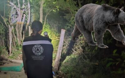 REPORTAN AVISTAMIENTO DE UN OSO NEGRO EN JALPAN.