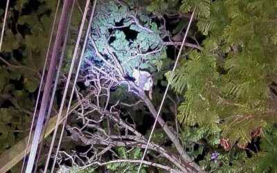 PERSONAL DEL IMPA RESCATA A UN GATITO QUE SUBIÓ A UN ÁRBOL Y YA NO PUDO BAJAR.