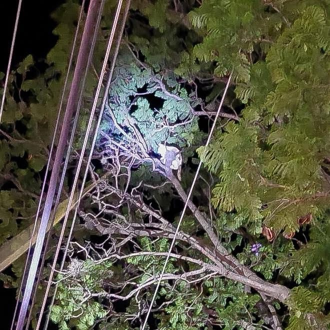 PERSONAL DEL IMPA RESCATA A UN GATITO QUE SUBIÓ A UN ÁRBOL Y YA NO PUDO BAJAR.