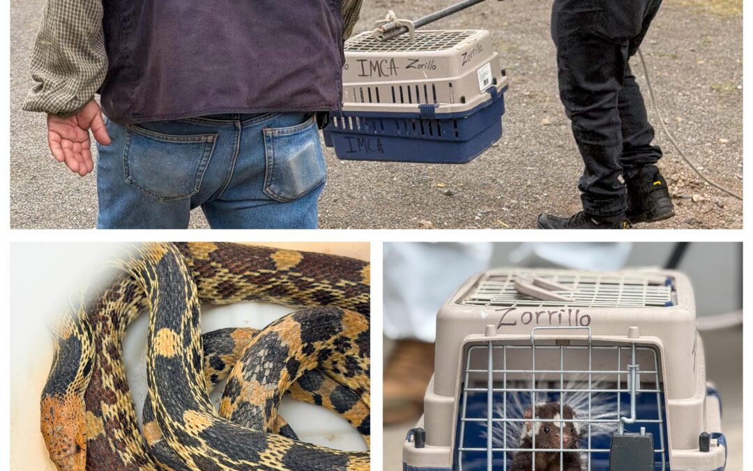EL MUNICIPIO DE CORREGIDORA FORTALECE EL RESGUARDO Y LA ATENCIÓN DE FAUNA SILVESTRE.