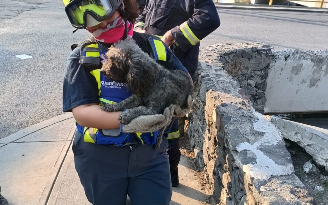 PERSONAL DE EMERGENCIAS RESCATAN A UN “LOMITO” QUE SE ENCONTRABA AL INTERIOR DE UN DREN PLUVIAL.