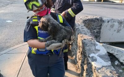 PERSONAL DE EMERGENCIAS RESCATAN A UN “LOMITO” QUE SE ENCONTRABA AL INTERIOR DE UN DREN PLUVIAL.