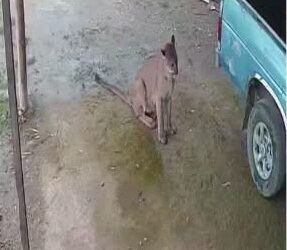 AVISTAN UN PUMA EN LAS INMEDIACIONES DE LA COMUNIDAD DE PUERTO HONDO, LANDA DE MATAMOROS.