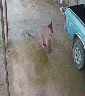 AVISTAN UN PUMA EN LAS INMEDIACIONES DE LA COMUNIDAD DE PUERTO HONDO, LANDA DE MATAMOROS.