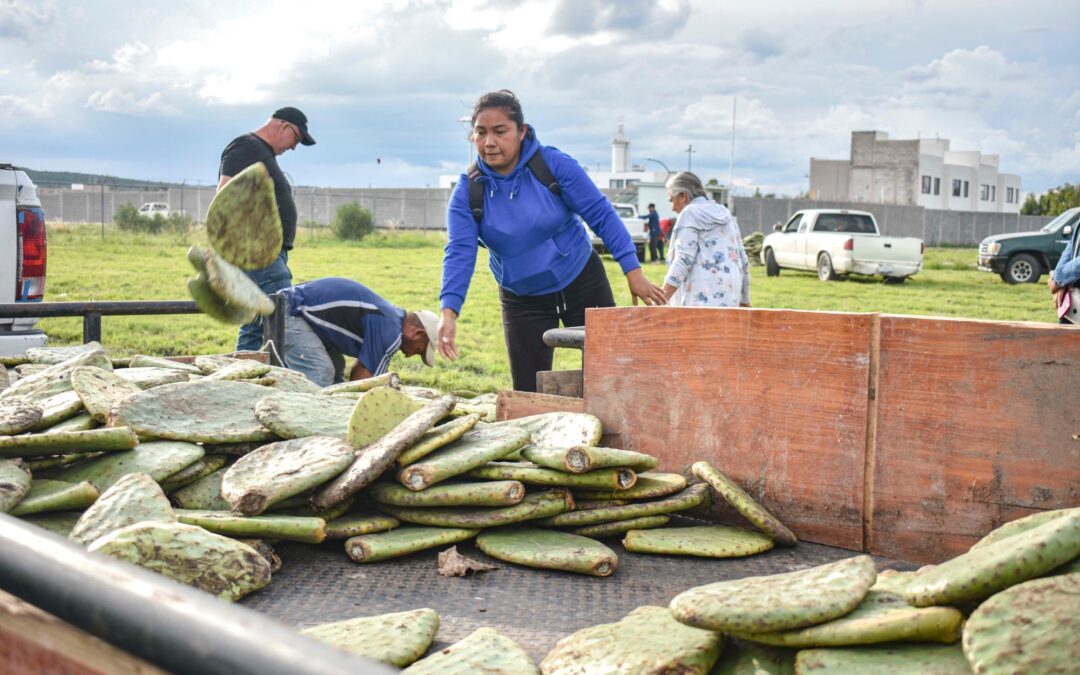 EL MUNICIPIO DE CORREGIDORA FORTALECE EL CAMPO CON LA ENTREGA DE PLANTAS DE NOPAL A PRODUCTORES.