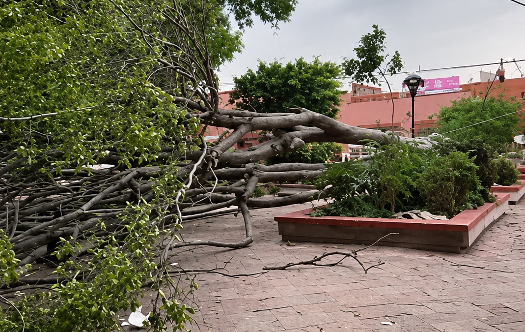 CAE ÁRBOL EN EL ATRIO DE LA PARROQUIA DE EL PUEBLITO.