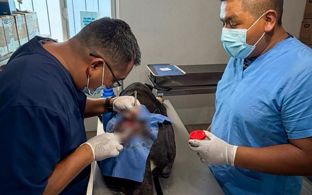 SE CONFIRMAN DOS NUEVOS CASOS DE GUSANO BARRENADOR EN PERROS EN EL MUNICIPIO DE EL MARQUÉS.