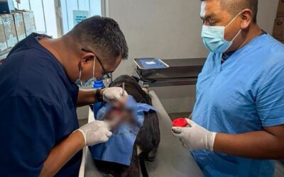 SE CONFIRMAN DOS NUEVOS CASOS DE GUSANO BARRENADOR EN PERROS EN EL MUNICIPIO DE EL MARQUÉS.