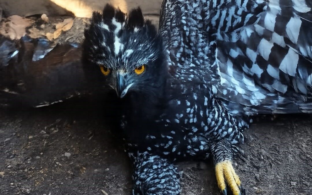 HISTÓRICO: REGISTRAN LA PRESENCIA DE ÁGUILA TIRANA EN LA SIERRA GORDA DE QUERÉTARO.
